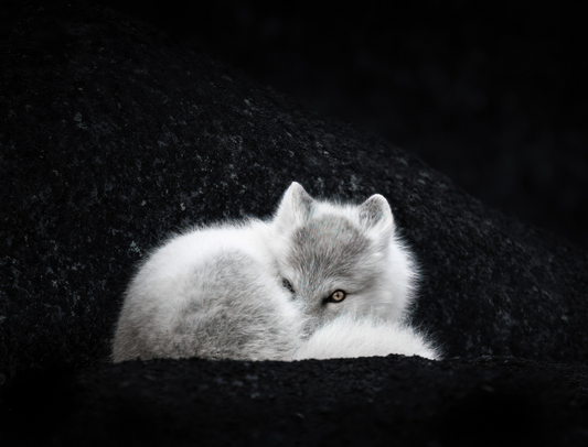 Arctic Fox