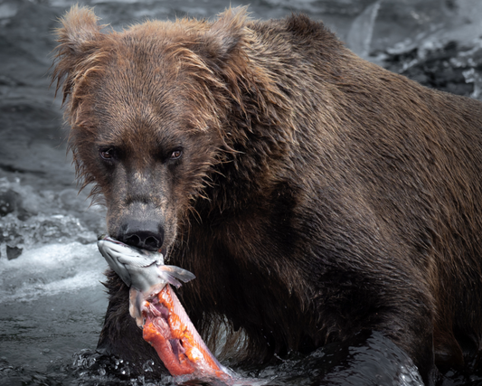 Alaskan Brown Bear