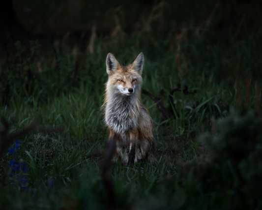 Fox in the Grass