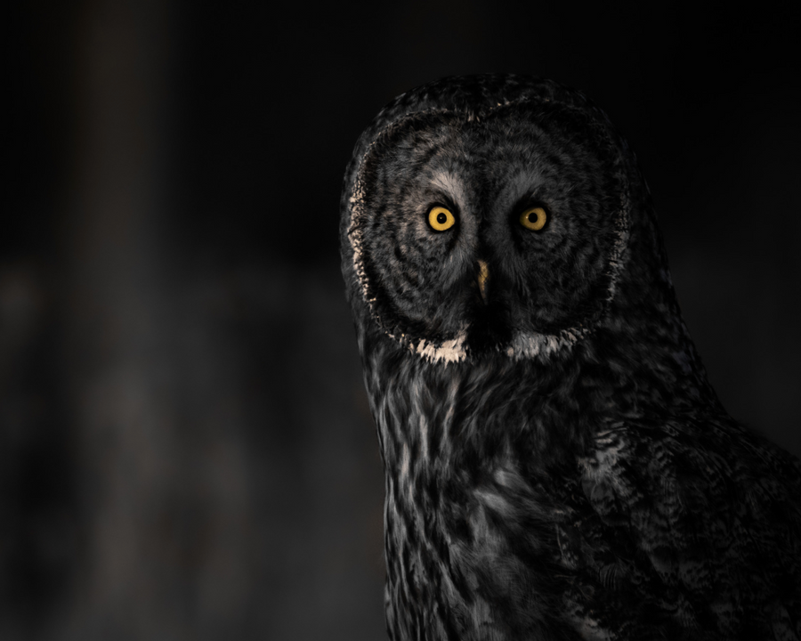 Great Gray Owl in the Dark