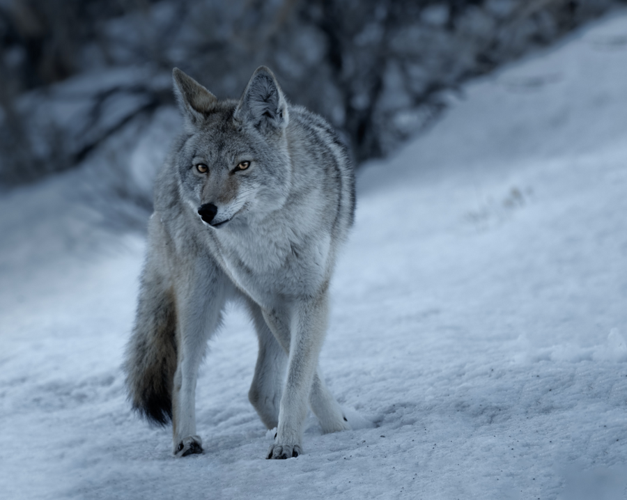Coyote in the Cold