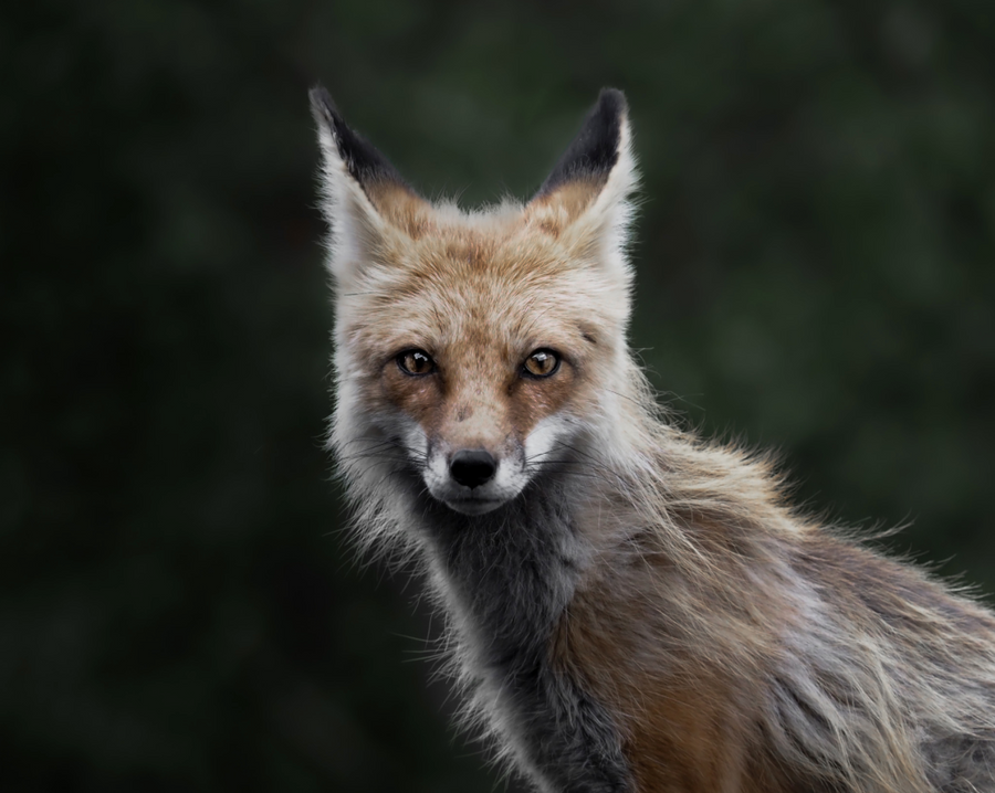 Eye Contact With a Fox