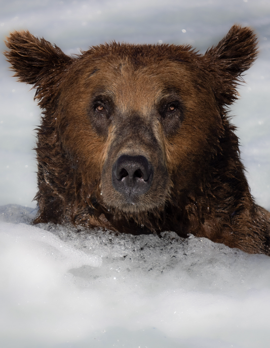 White Water Bear