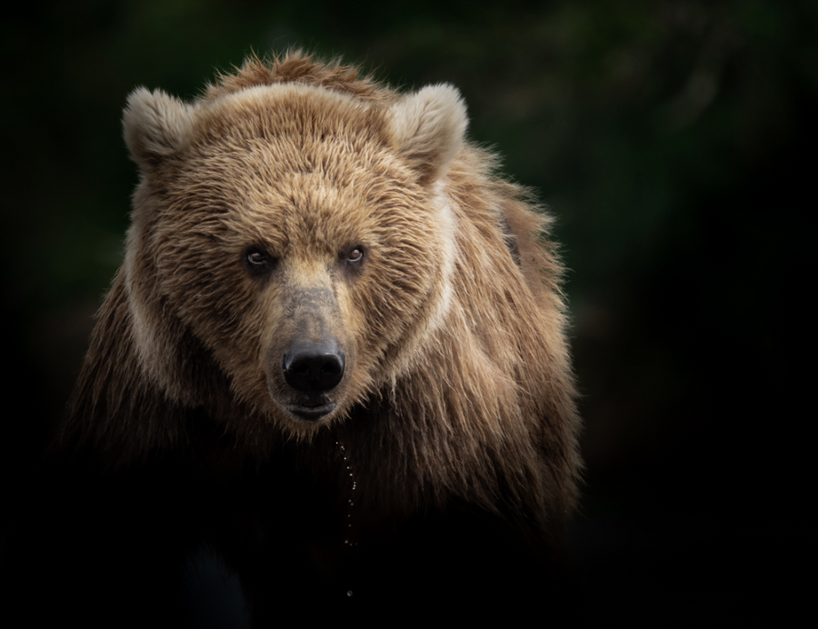 Brown Bear in the Shadows