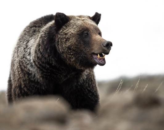 Female Grizzly Vocalizing