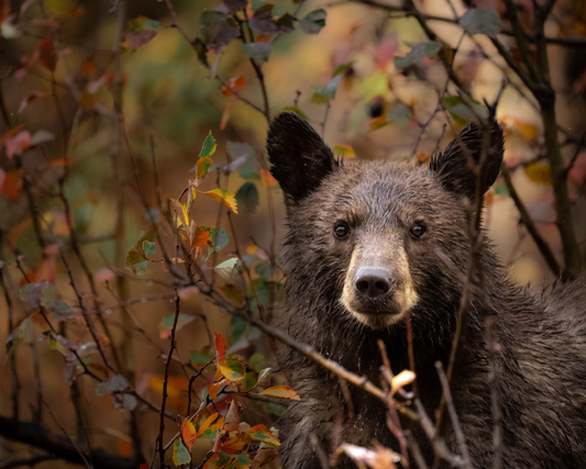 Autumn Black Bear