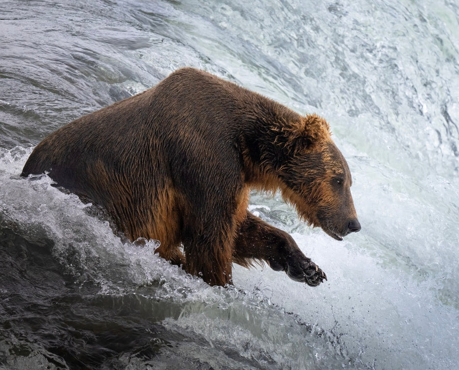 Bear on the Brink of the Falls