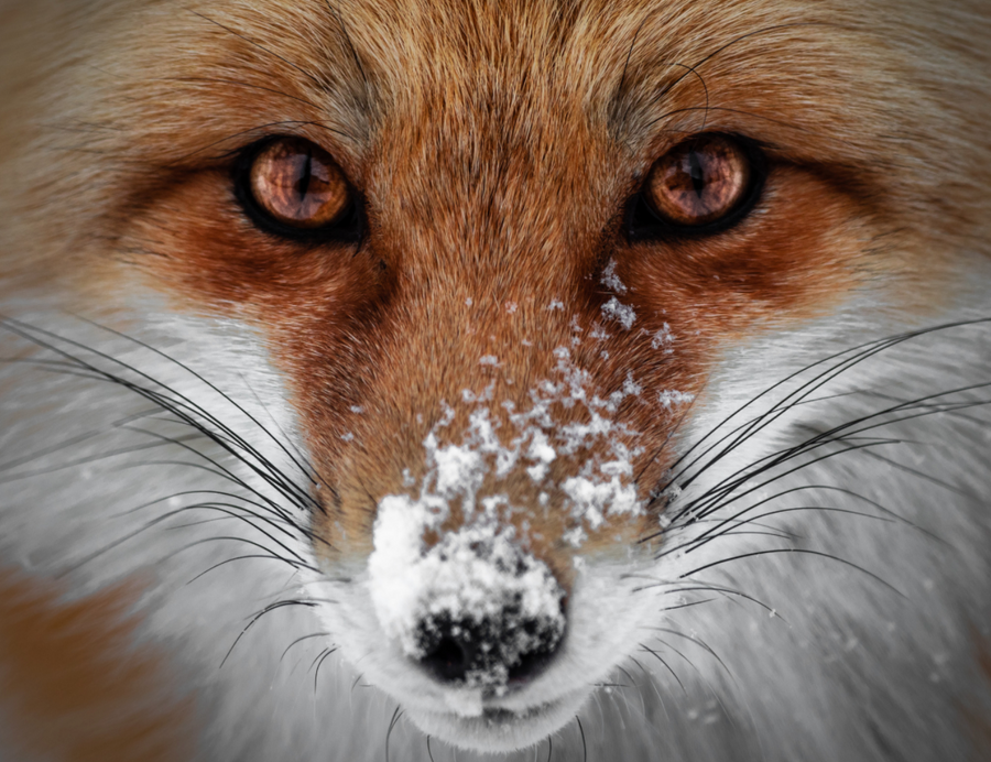 Fox Portrait 2