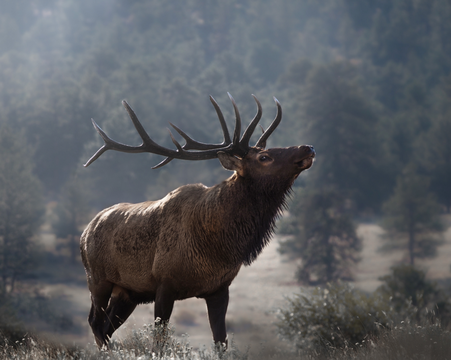 Bull Elk During the Rut