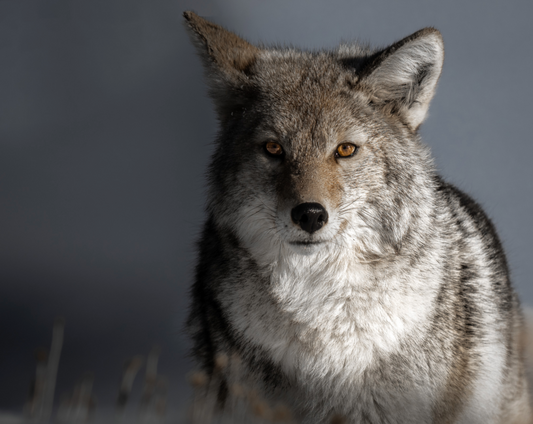 Coyote Eye Contact