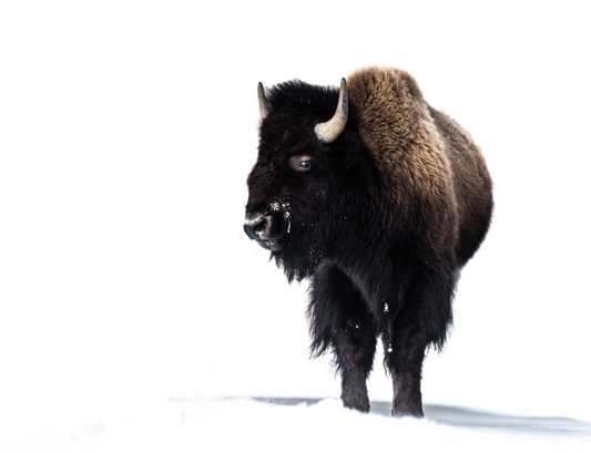 Bison in the Snow