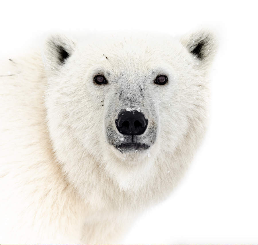 overdrive Gurgle tin Polar Bear Portrait – Little Bear Wildlife