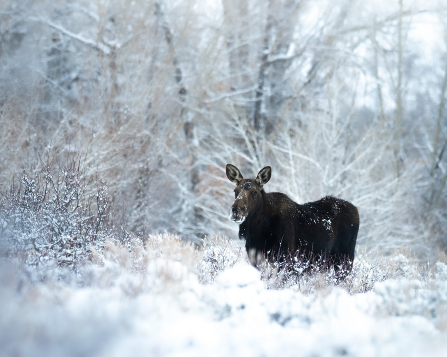 Moose in the Ice