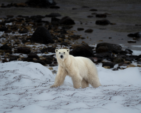 Polar Bear on Ice