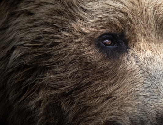 Grizzly Closeup