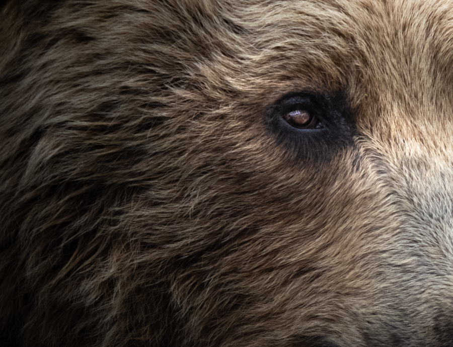 Grizzly Closeup