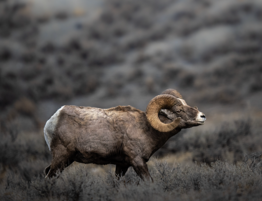 Big Horn Ram on the Move