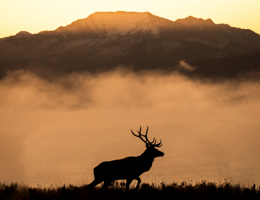 Sunrise Silhouette