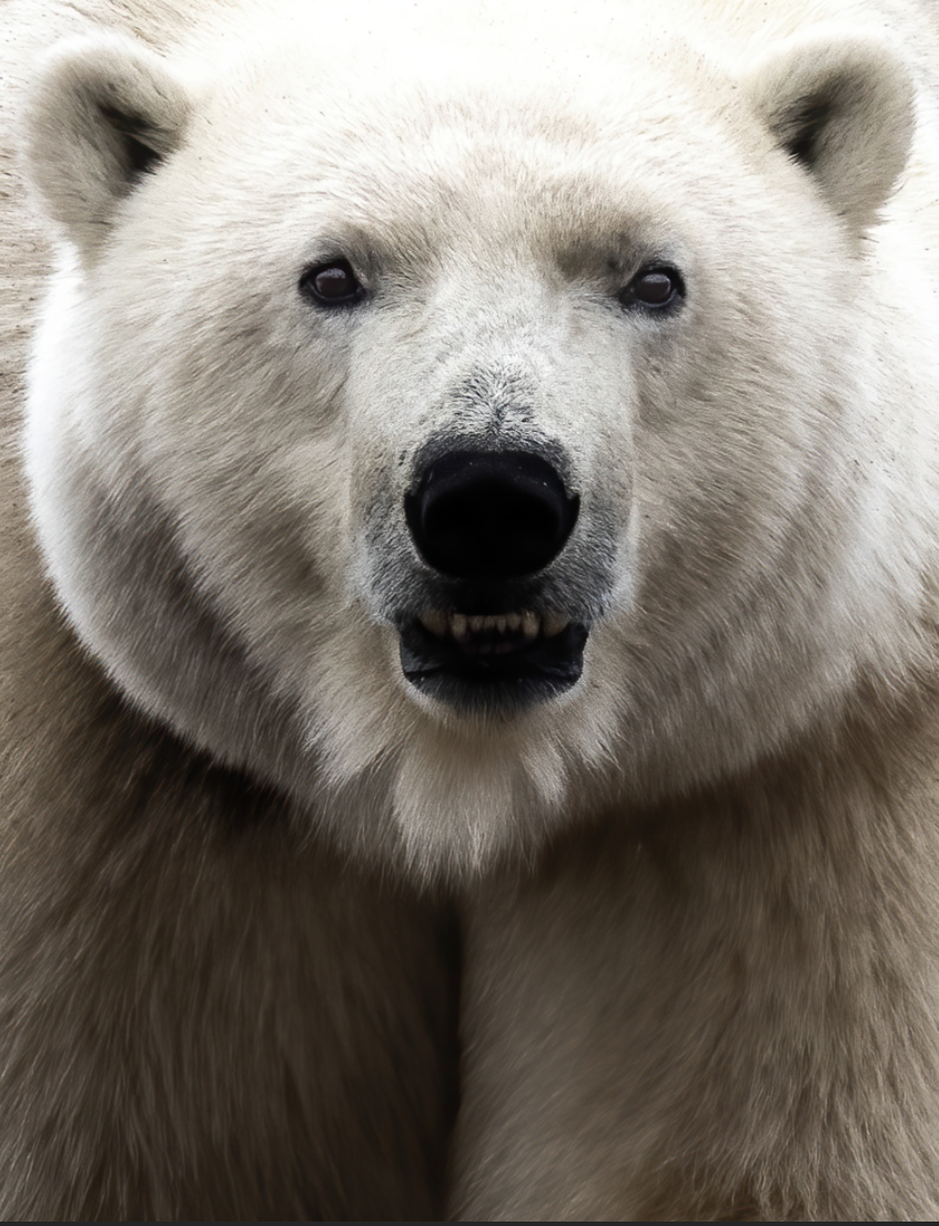 Polar Bear Approach