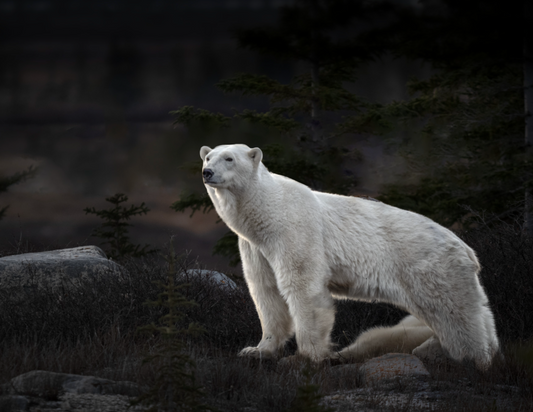 Mother Bear Lookout