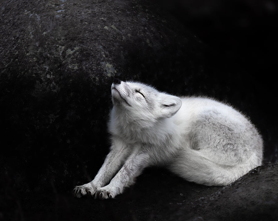 Stretching Arctic Fox
